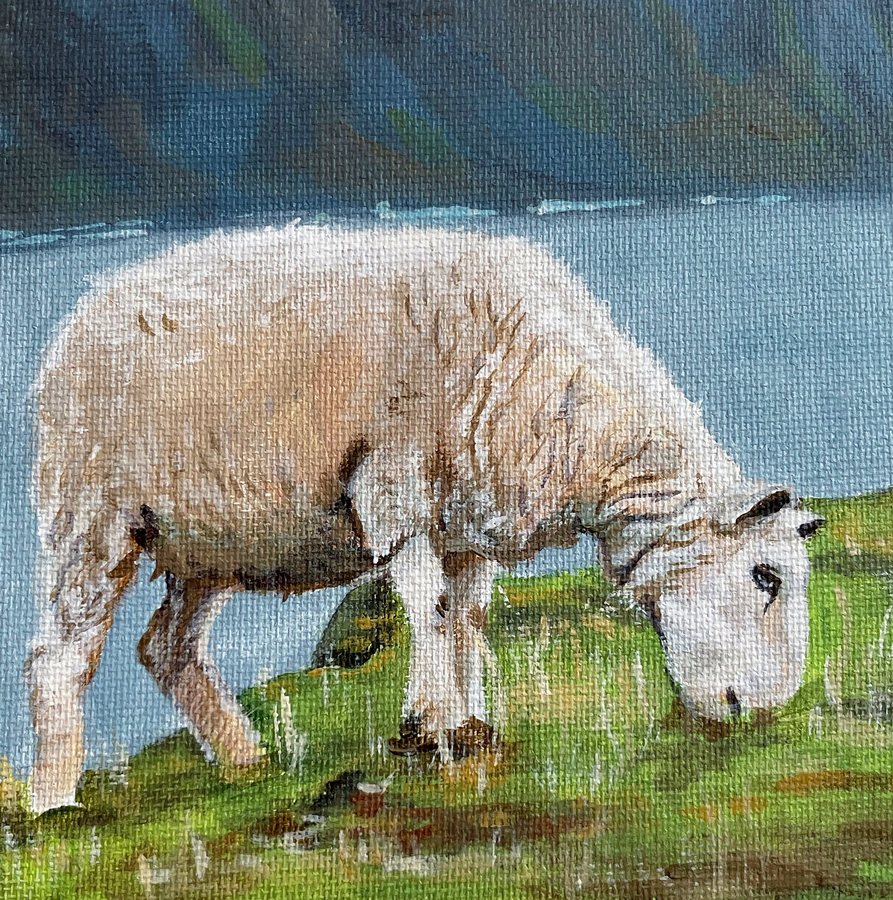 A sheep grazing by the sea