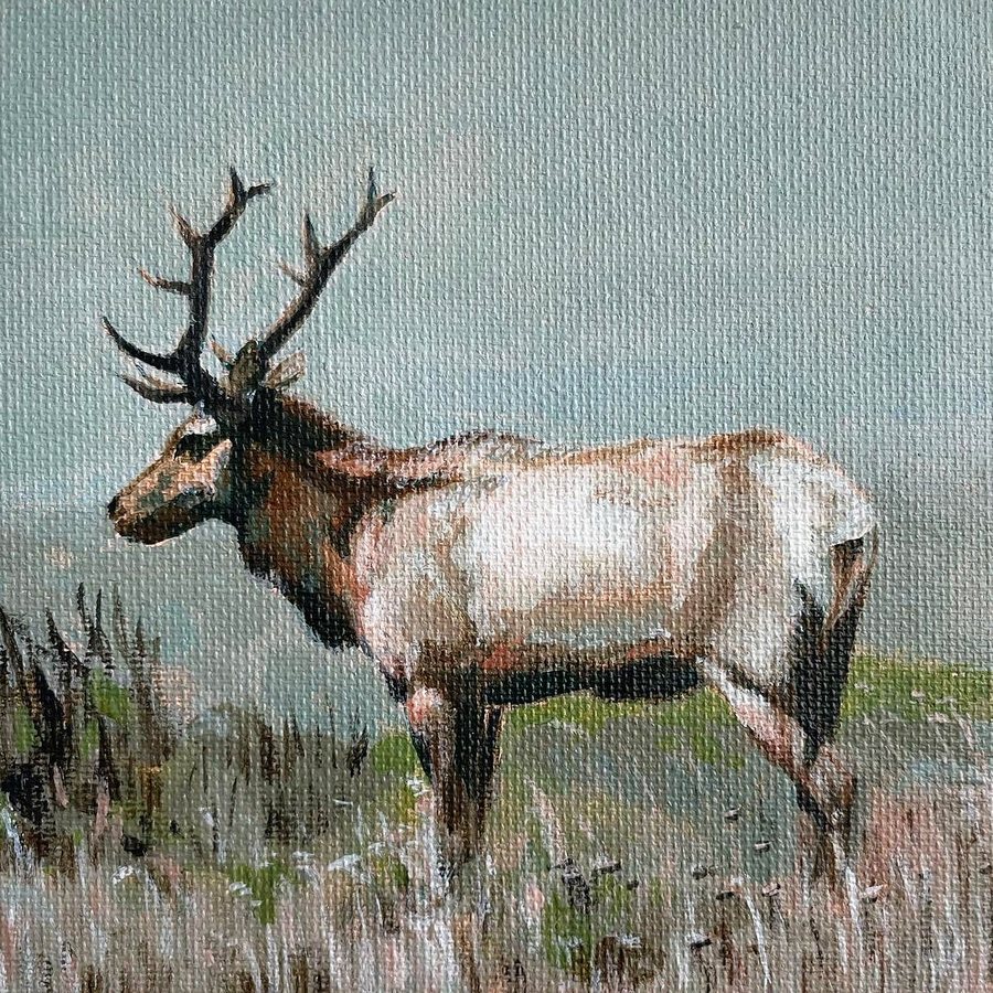 An elk in tall grass